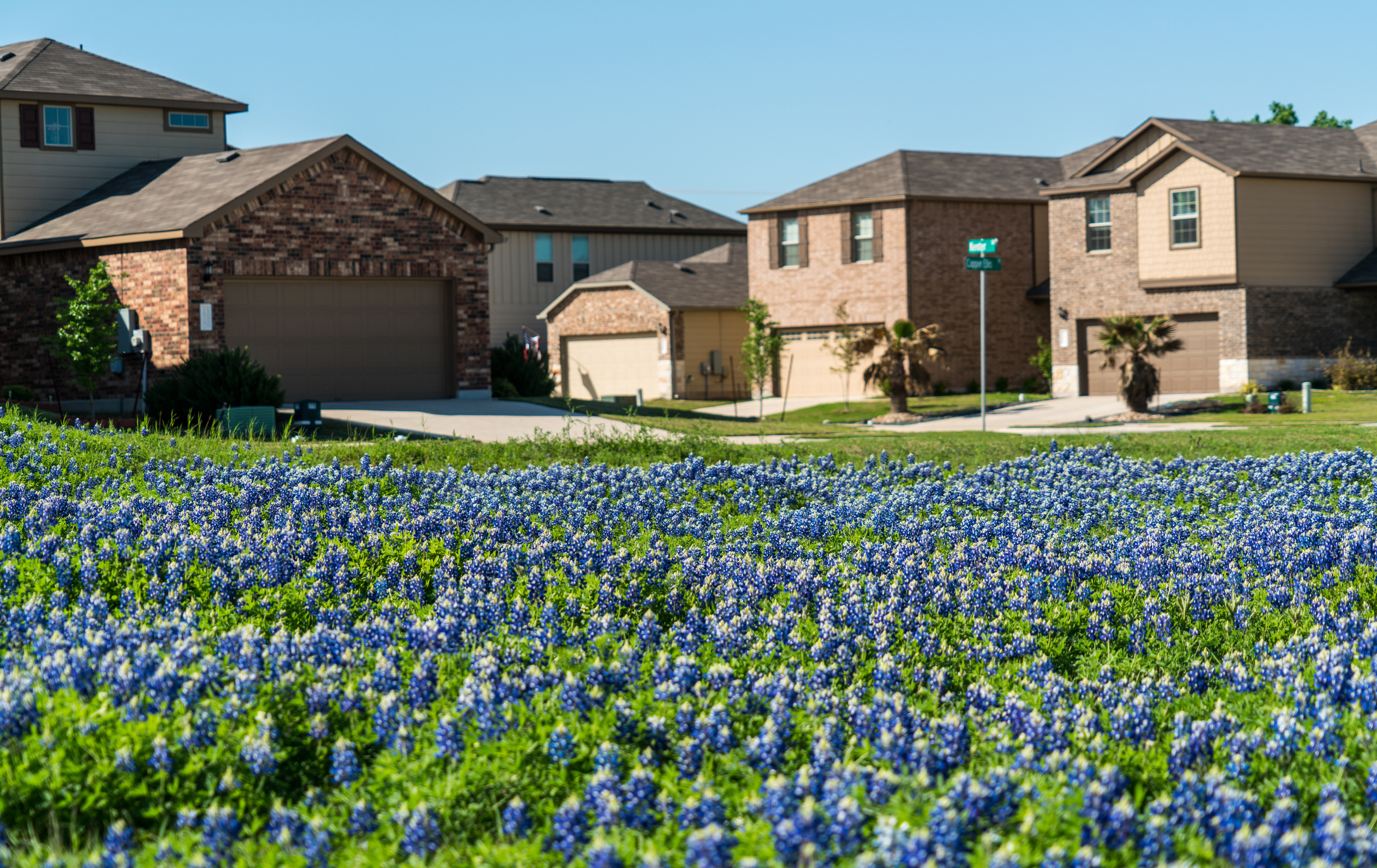 A field of blue bonnets in a suburban neighborhood